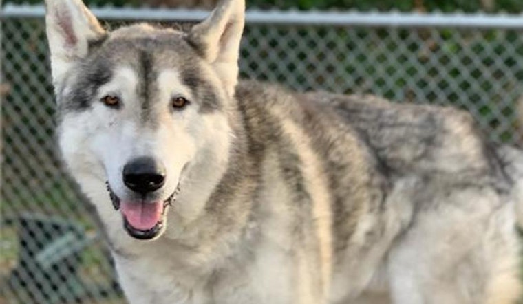 6 delightful doggies available for adoption in Oakland