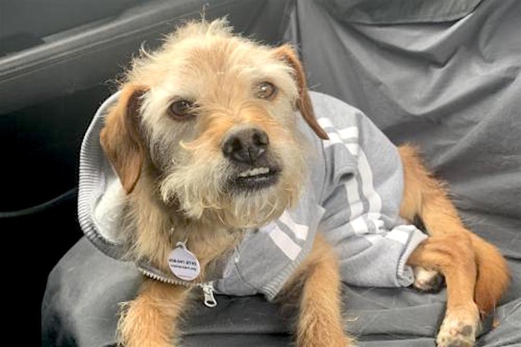 These San Jose-based canines are up for adoption and in need of a good home