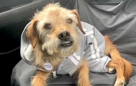 These San Jose-based canines are up for adoption and in need of a good home