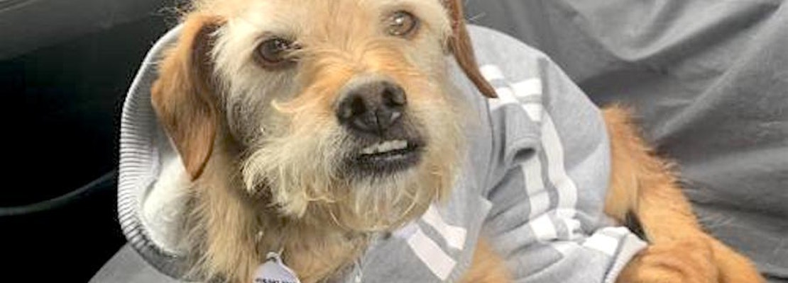 These San Jose-based canines are up for adoption and in need of a good home