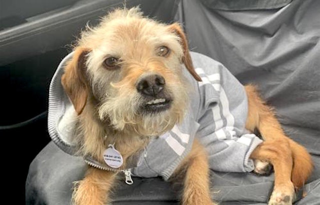 These San Jose-based canines are up for adoption and in need of a good home