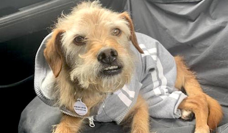 These San Jose-based canines are up for adoption and in need of a good home