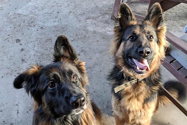 Looking to adopt a pet? Here are 3 delightful doggies to adopt now in Seattle