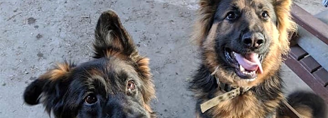 Looking to adopt a pet? Here are 3 delightful doggies to adopt now in Seattle