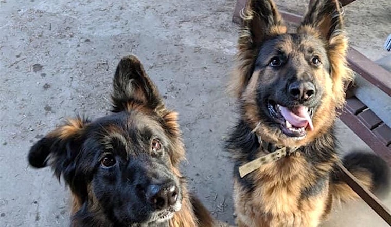 Looking to adopt a pet? Here are 3 delightful doggies to adopt now in Seattle