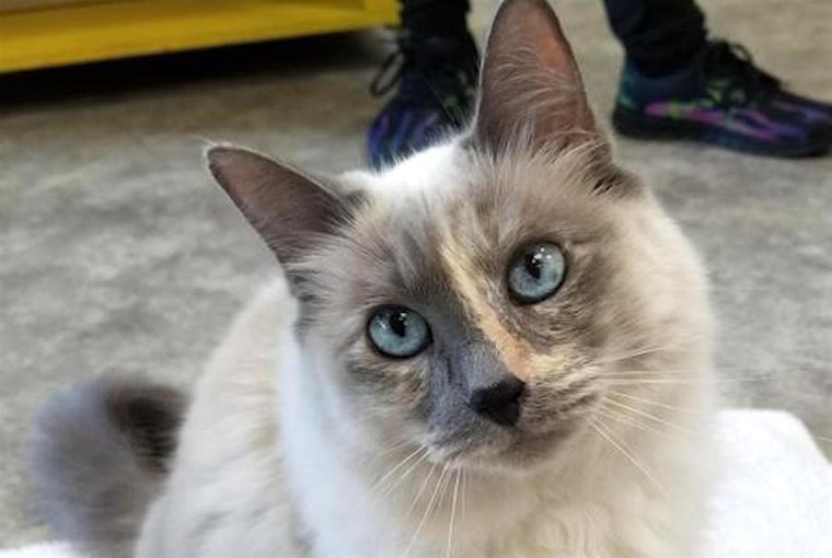 5 charming cats to adopt now in Sacramento