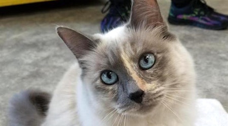 5 charming cats to adopt now in Sacramento