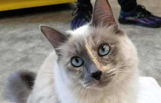 5 charming cats to adopt now in Sacramento