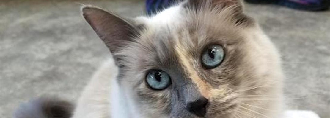 5 charming cats to adopt now in Sacramento