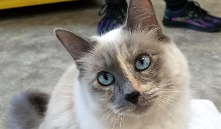 5 charming cats to adopt now in Sacramento
