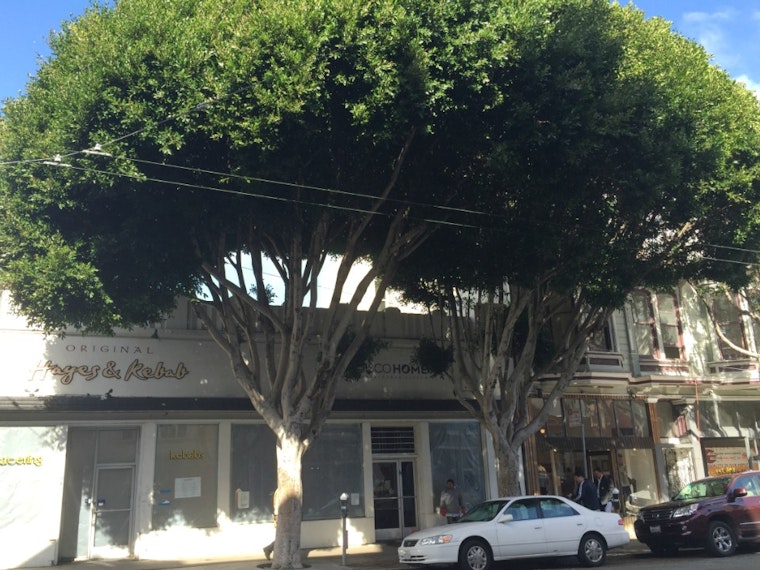 Controversy Over Trees At 580 Hayes Street Continues
