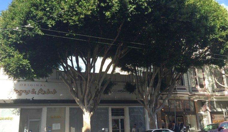 Controversy Over Trees At 580 Hayes Street Continues