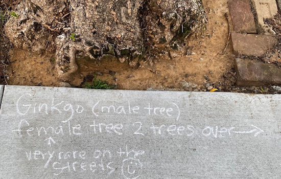 Tree expert labels Cole Valley's urban forest to illuminate shelter-in-place walks