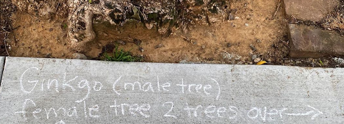 Tree expert labels Cole Valley's urban forest to illuminate shelter-in-place walks