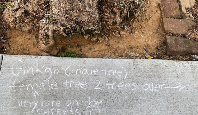 Tree expert labels Cole Valley's urban forest to illuminate shelter-in-place walks