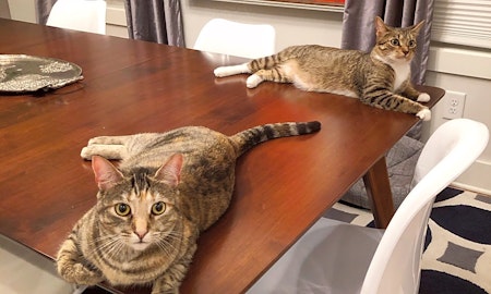 Want to adopt a pet? Here are 6 cool kitties to adopt now in Nashville