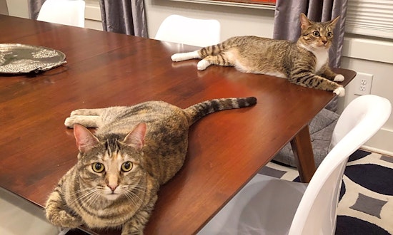 Want to adopt a pet? Here are 6 cool kitties to adopt now in Nashville