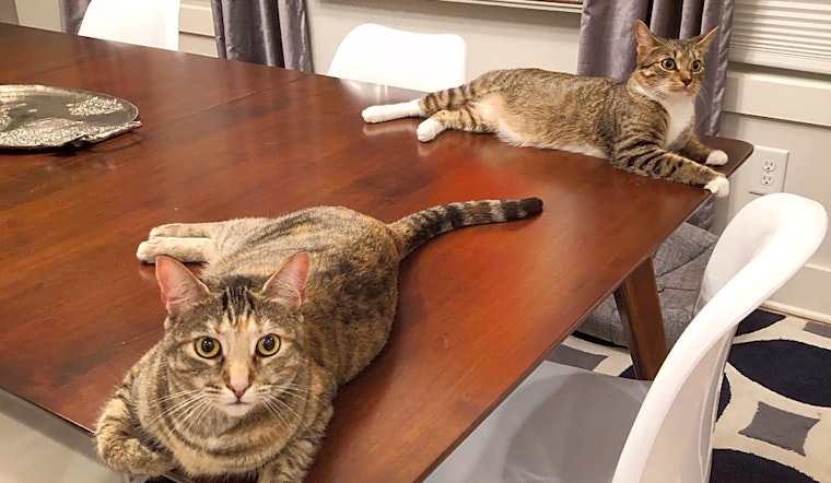 Want to adopt a pet? Here are 6 cool kitties to adopt now in Nashville