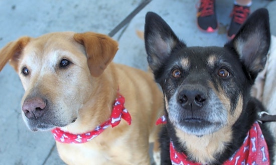 Looking to adopt a pet? Here are 5 cuddly canines to adopt now in Atlanta