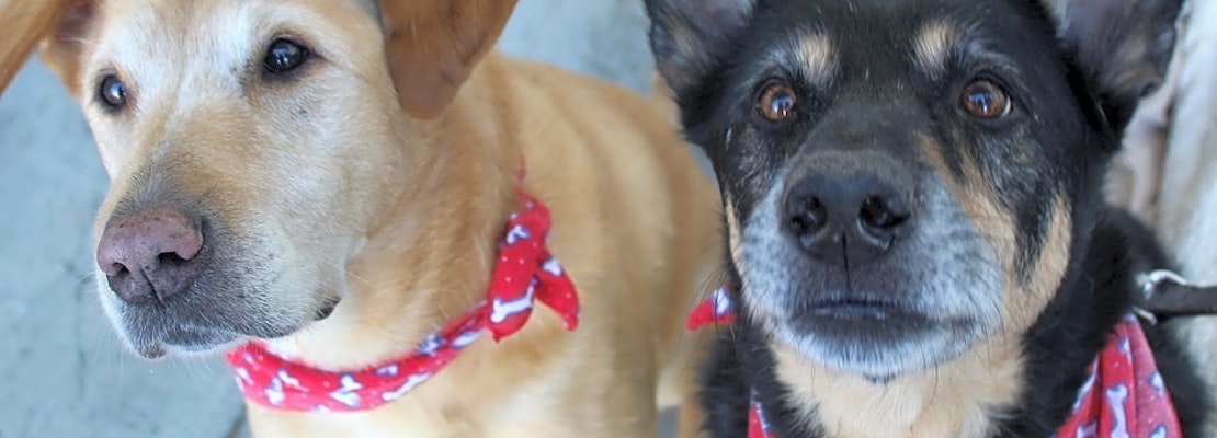 Looking to adopt a pet? Here are 5 cuddly canines to adopt now in Atlanta
