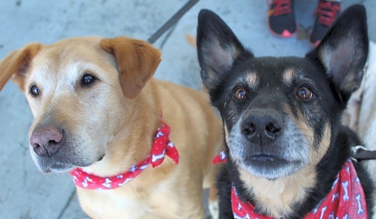 Looking to adopt a pet? Here are 5 cuddly canines to adopt now in Atlanta