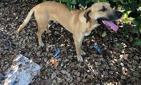Want to adopt a pet? Here are 3 delightful doggies to adopt now in Orlando