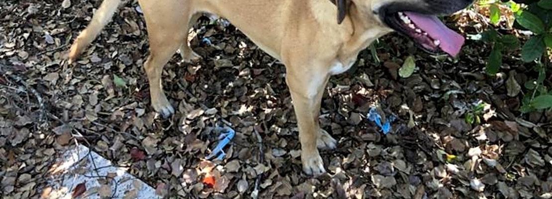 Want to adopt a pet? Here are 3 delightful doggies to adopt now in Orlando