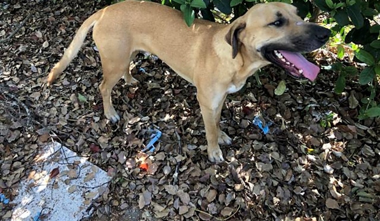 Want to adopt a pet? Here are 3 delightful doggies to adopt now in Orlando
