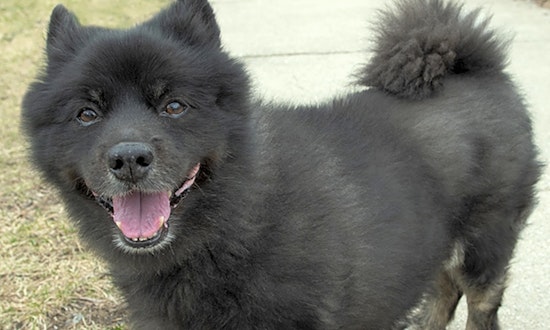 These Chicago-based doggies are up for adoption and in need of a good home