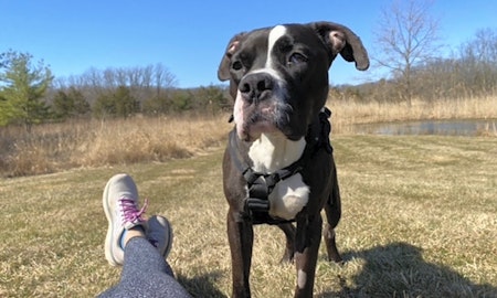 3 cuddly canines to adopt now in New York City