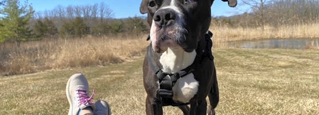 3 cuddly canines to adopt now in New York City