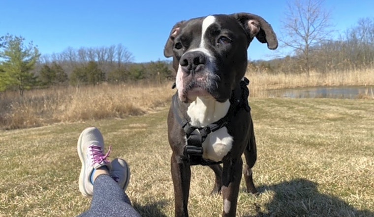 3 cuddly canines to adopt now in New York City