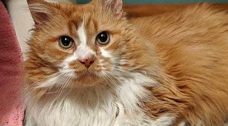 Want to adopt a pet? Here are 7 charming cats to adopt now in Cleveland