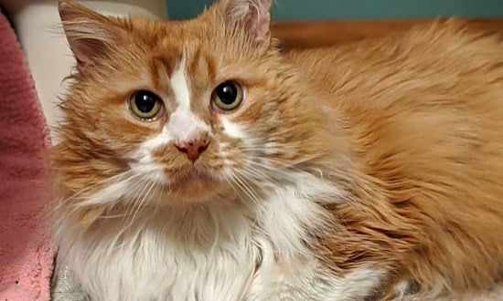 Want to adopt a pet? Here are 7 charming cats to adopt now in Cleveland