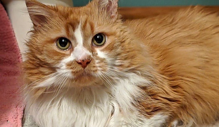 Want to adopt a pet? Here are 7 charming cats to adopt now in Cleveland