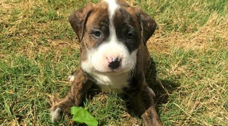 These Durham-based puppies are up for adoption and in need of a good home