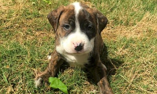 These Durham-based puppies are up for adoption and in need of a good home