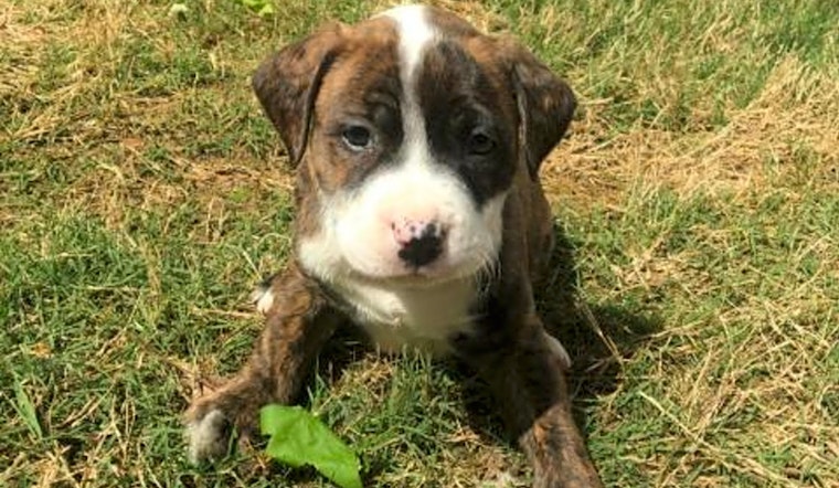 These Durham-based puppies are up for adoption and in need of a good home