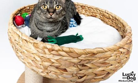 These Washington-based felines are up for adoption and in need of a good home
