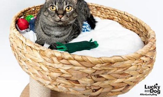 These Washington-based felines are up for adoption and in need of a good home