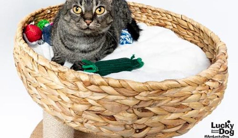 These Washington-based felines are up for adoption and in need of a good home