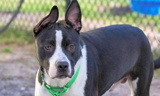 These Jacksonville-based doggies are up for adoption and in need of a good home