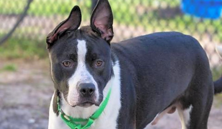 These Jacksonville-based doggies are up for adoption and in need of a good home