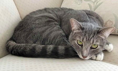 Looking to adopt a pet? Here are 7 cute kitties to adopt now in Phoenix