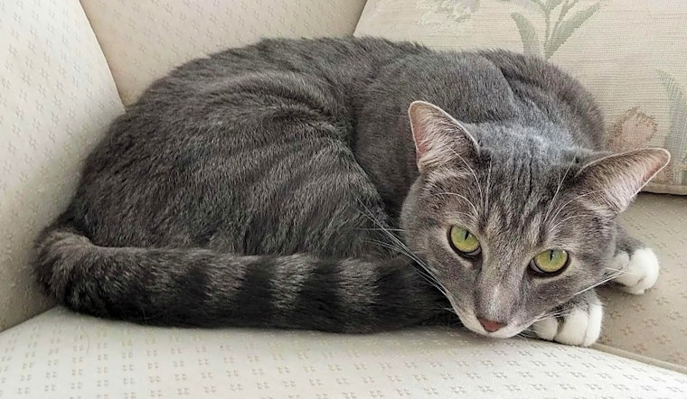Looking to adopt a pet? Here are 7 cute kitties to adopt now in Phoenix