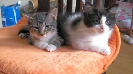 3 cute kitties to adopt now in Saint Paul