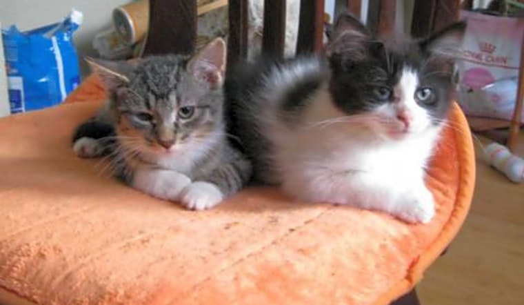 3 cute kitties to adopt now in Saint Paul