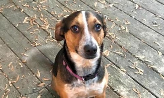 Looking to adopt a pet? Here are 7 delightful doggies to adopt now in Indianapolis