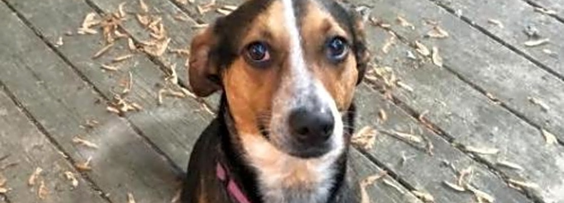 Looking to adopt a pet? Here are 7 delightful doggies to adopt now in Indianapolis