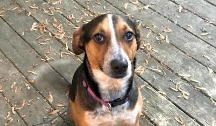 Looking to adopt a pet? Here are 7 delightful doggies to adopt now in Indianapolis